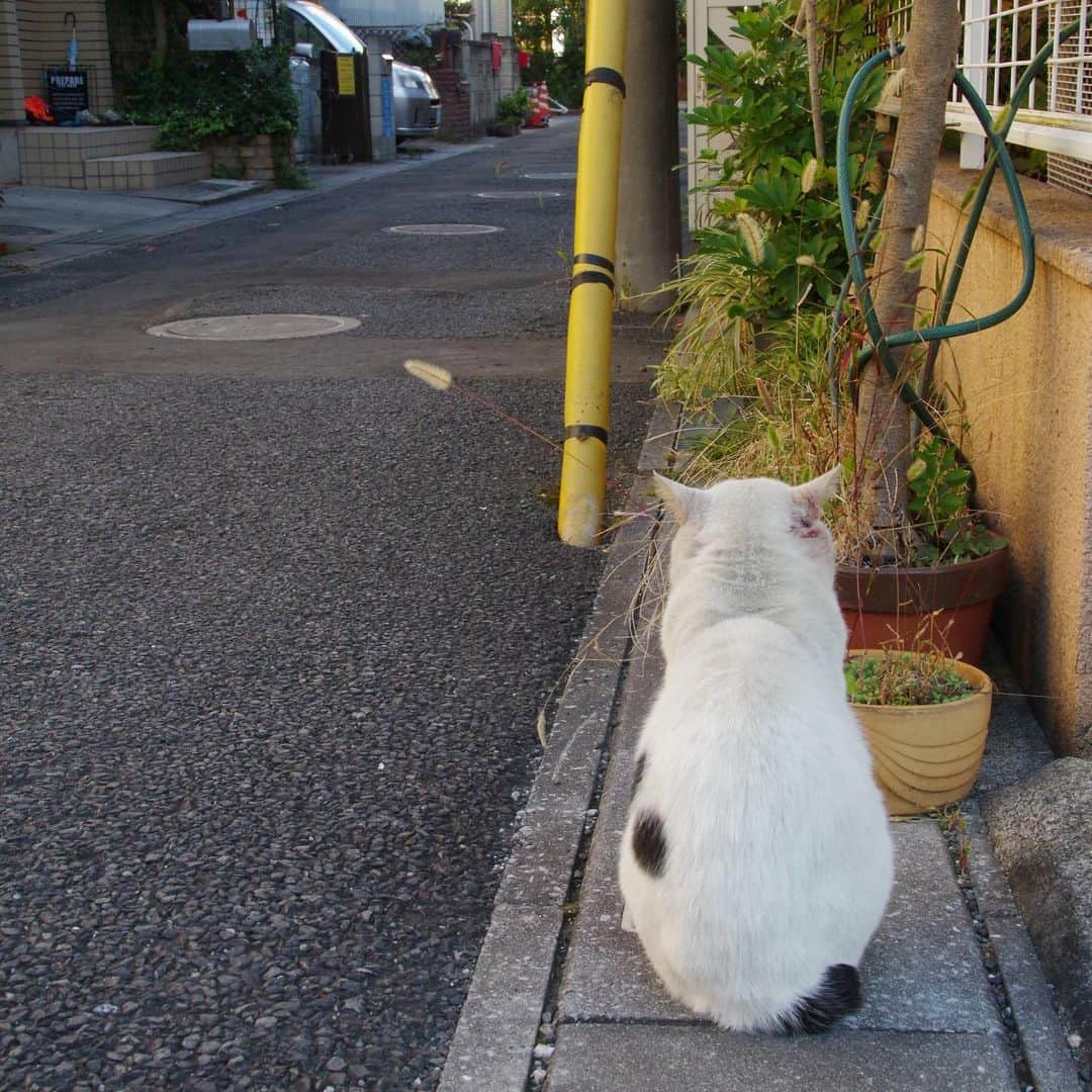 Kachimo Yoshimatsuさんのインスタグラム写真 - (Kachimo YoshimatsuInstagram)「一年前のナナクロとイカスミ Nanakuro & Ikasumi a year ago Photo:20191120 ご飯場を守るために家のそばから離れないイカスミとそれを離れたところから見るナナクロ。 この後22日の夜保護する事になります。 #うちの猫ら #nanakuro #ikasumi #ナナクロ #猫 #ねこ #cat #ネコ #catstagram #ネコ部 http://kachimo.exblog.jp」11月20日 12時16分 - kachimo