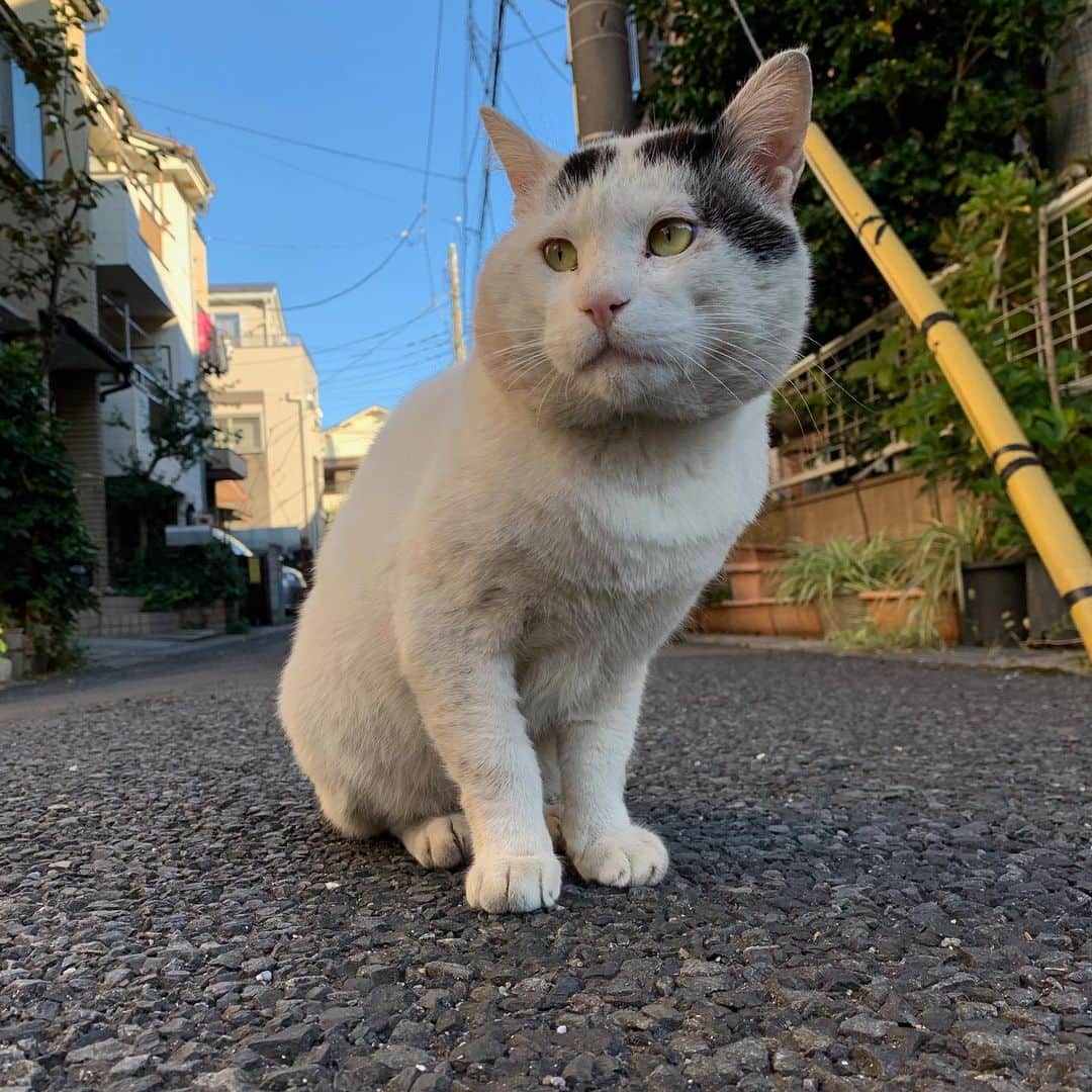 Kachimo Yoshimatsuさんのインスタグラム写真 - (Kachimo YoshimatsuInstagram)「一年前のナナクロとイカスミ Nanakuro & Ikasumi a year ago Photo:20191120 ご飯場を守るために家のそばから離れないイカスミとそれを離れたところから見るナナクロ。 この後22日の夜保護する事になります。 #うちの猫ら #nanakuro #ikasumi #ナナクロ #猫 #ねこ #cat #ネコ #catstagram #ネコ部 http://kachimo.exblog.jp」11月20日 12時16分 - kachimo