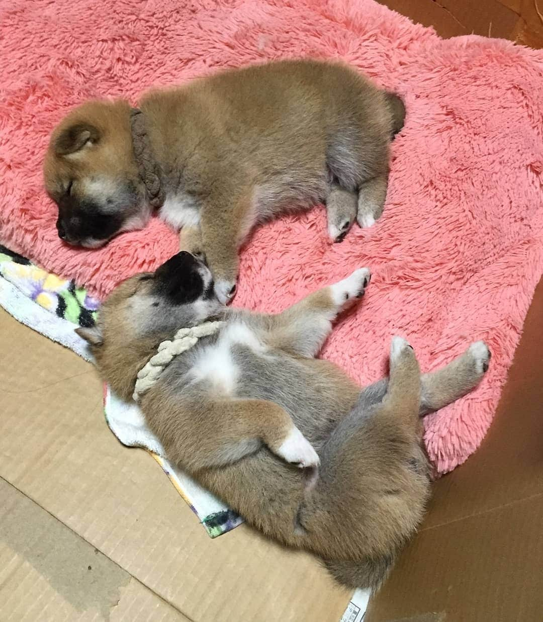 柴犬たま Shibainu Tamaのインスタグラム