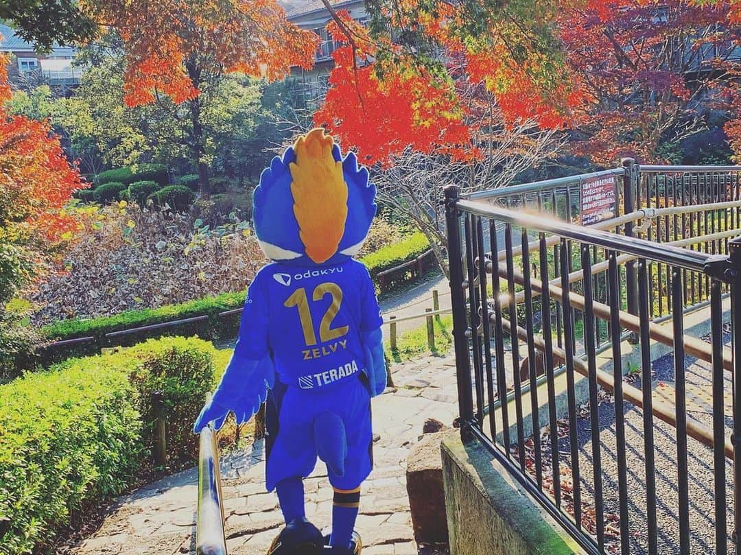 FC町田ゼルビアさんのインスタグラム写真 - (FC町田ゼルビアInstagram)「🍁 ／ ゼルビーも #愛するまちだフォトコンテスト に参加中✨📸﻿ ＼﻿ ﻿ #薬師池公園 で紅葉の写真を撮って来たよ📸🍁﻿ どんぐりも拾って秋を満喫🍁🍂﻿ ﻿ #愛するまちだフォトコンテスト﻿ 締め切りは本日まで‼️ ﻿ みんな急いで〜💨﻿ ﻿ by #ゼルビー﻿ ﻿ #FC町田ゼルビア #zelvia #秋 #紅葉 #紅葉狩り  #Jリーグ #サッカー #soccer」11月20日 12時26分 - fcmachidazelvia