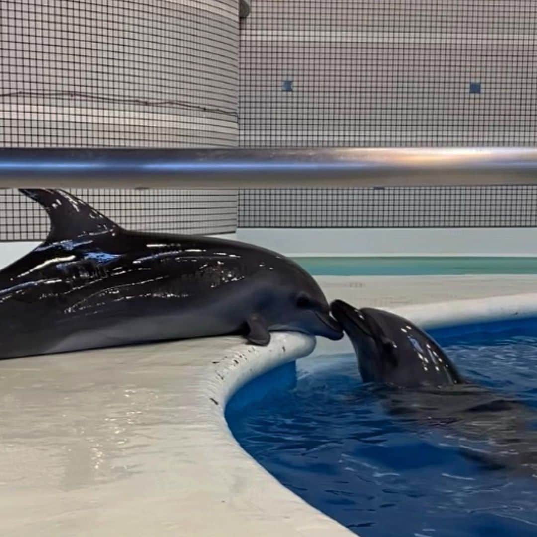 のインスタグラム：「🐬💙」