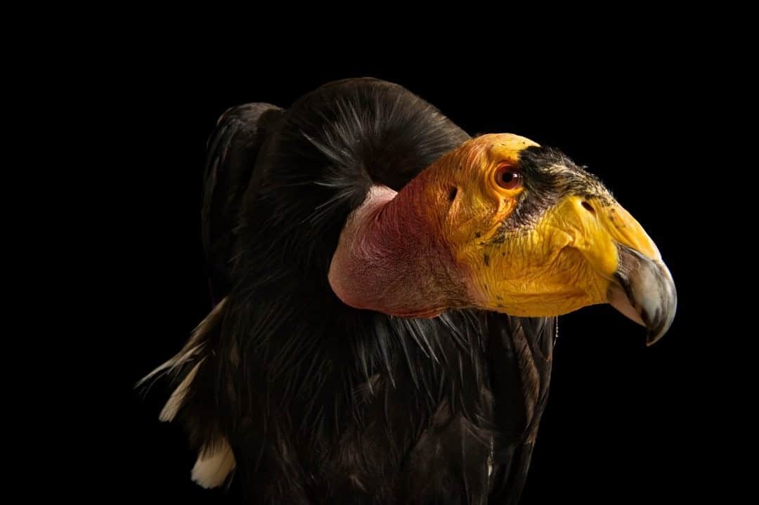 ナショナルジオグラフィックさんのインスタグラム写真 - (ナショナルジオグラフィックInstagram)「Photo by @joelsartore / The California condor, like this one @phoenixzoo, is one of the largest flying birds in the world. Thousands of years ago, California condors lived in many parts of North America, but as settlers moved west, they disturbed the condors by hunting them, poisoning them, collecting their eggs, and reducing the size of prey populations. Eventually, condors could no longer survive in most places, and by the late 1900s those that remained in the wild were limited to the mountainous parts of southern California. Thankfully, intensive conservation and breeding efforts have brought the condor back from the brink of extinction, with over 450 birds (both wild and captive) thriving today. To see more species featured in the Photo Ark, follow me @joelsartore. #PhotoArk #savetogether」11月20日 12時34分 - natgeo