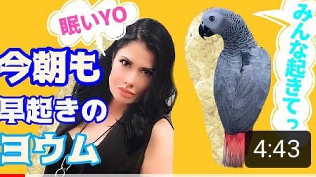 カイヤさんのインスタグラム写真 - (カイヤInstagram)「カイヤるTV リンクプロファイル⤴️ Link in profile⤴️ . . . . . . . . . #caiya #parrot #parrotlover #カイヤ #ヨウム #baby #africangrey #pet #petsofinstagram #youtube #youtuber #カイヤるTV #lovely #cute #love #little #joy #lifestyle #life #lifestyle」11月20日 12時49分 - caiya.kawasaki