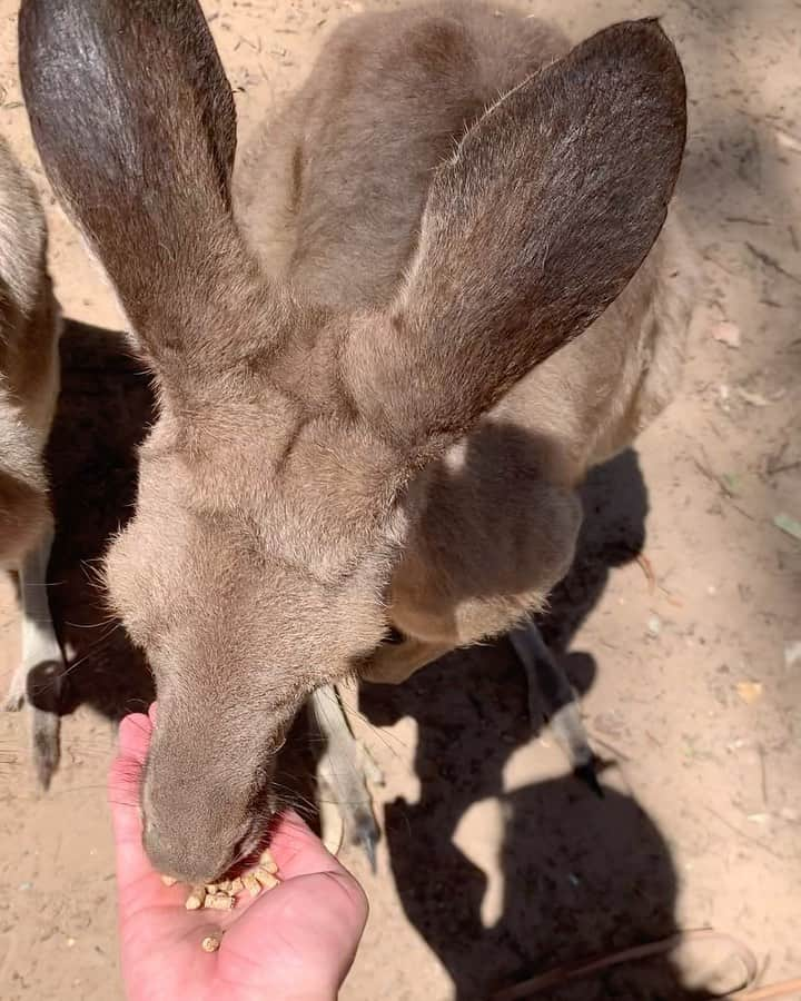 マデリン・グローヴスのインスタグラム：「Damn we have the coolest animals 🥰」