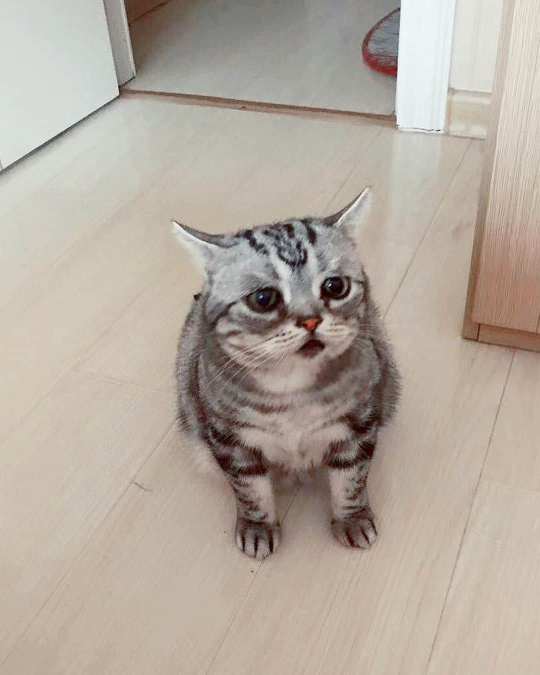 ルフさんのインスタグラム写真 - (ルフInstagram)「#luhu always shows his this sad face to grandma after grandma came over ,of course this face is so useful for grandma to open more #meatcans to him 😅 - - #cat #sadcat #sadface #cute #angel #adorable #lovely」11月20日 13時03分 - lanlan731