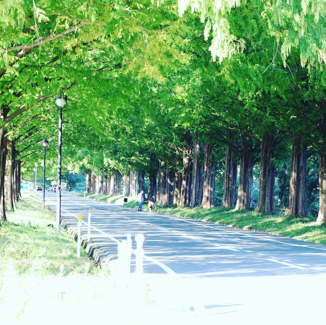 テレビ大阪「おとな旅あるき旅」さんのインスタグラム写真 - (テレビ大阪「おとな旅あるき旅」Instagram)「今週のおとな旅あるき旅（テレビ大阪）は、秋の琵琶湖へ 絶景と美食があふれる滋賀 高島の旅です！  神の住む島と言われる竹生島では、今年修復が完了し鮮やかに生まれ変わった国宝の唐門など、歴史に触れます。また、映える絶景「メタセコイア並木」や、湖畔の町 海津で眺める極上夕陽など、心癒される美しい景色を堪能。琵琶湖の恵みも続々！お楽しみに！  明日 11/21(土)18:30〜  #おとな旅あるき旅#テレビ大阪#三田村邦彦#川北円佳#滋賀#高島#近江今津#琵琶湖#湖北#竹生島#唐門#国宝#海津#湖魚#佃煮#地酒#鮒ずし#メタセコイア並木#紅葉」11月20日 13時35分 - tvo.otonatabi