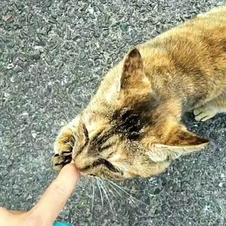 橋本英也のインスタグラム：「#突然始まるボーナスタイム #catlife #catpunch #猫好きさんと繋がりたい」