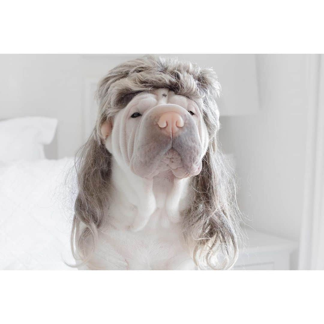 annie&pADdinGtoNさんのインスタグラム写真 - (annie&pADdinGtoNInstagram)「It’s Friday! Let your hair down #happyfriday #tgif #friyay #sharpei #lambington #sharpeisofinstagram #sharpeilove #wrinkles #love #dog #dogs #dogsofinstagram #doglover #doglife #instadaily #instagood #weeklyfluff #dogoftheday #squishyfacecrew #mullet #iloveyoutothemoonandback」11月20日 13時52分 - anniepaddington