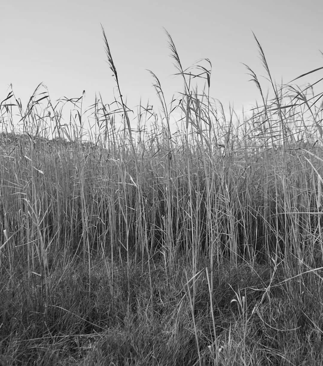 のインスタグラム：「秋の真ん中なのに空気が生ぬるい🌾 ・ ・ #autumnscenery  #秋」
