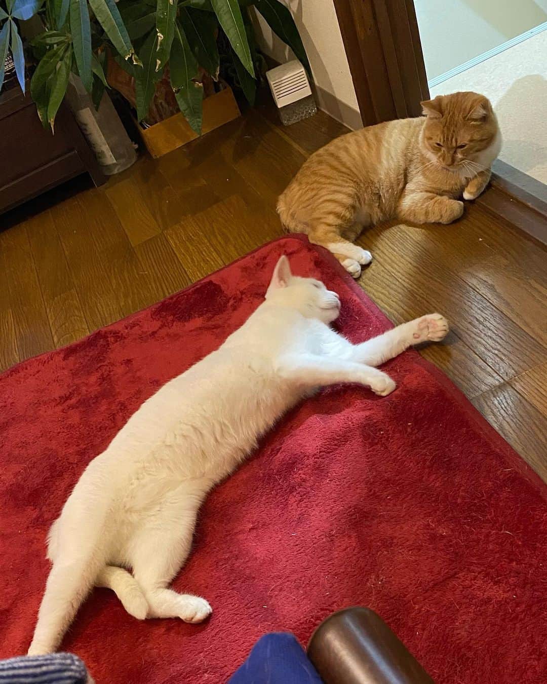 金巻ともこさんのインスタグラム写真 - (金巻ともこInstagram)「テレビを見ている私の前  #hakuchai #tabby #orangetabby #cat #猫 #茶トラ男子部 #catstagram #白猫　#whitecat」11月20日 14時17分 - tomotomoco