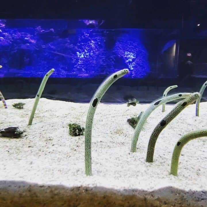 のインスタグラム：「チンアナゴ、何を考えているのでしょうねぇ。 #すみだ水族館 #skytree #チンアナゴ #tokyo #japan」