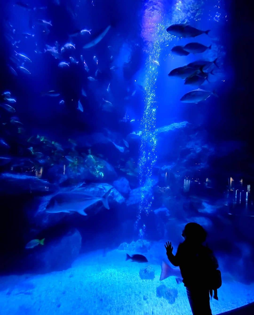 のインスタグラム：「夢の世界！ #skytree #tokyo #japan #fish」