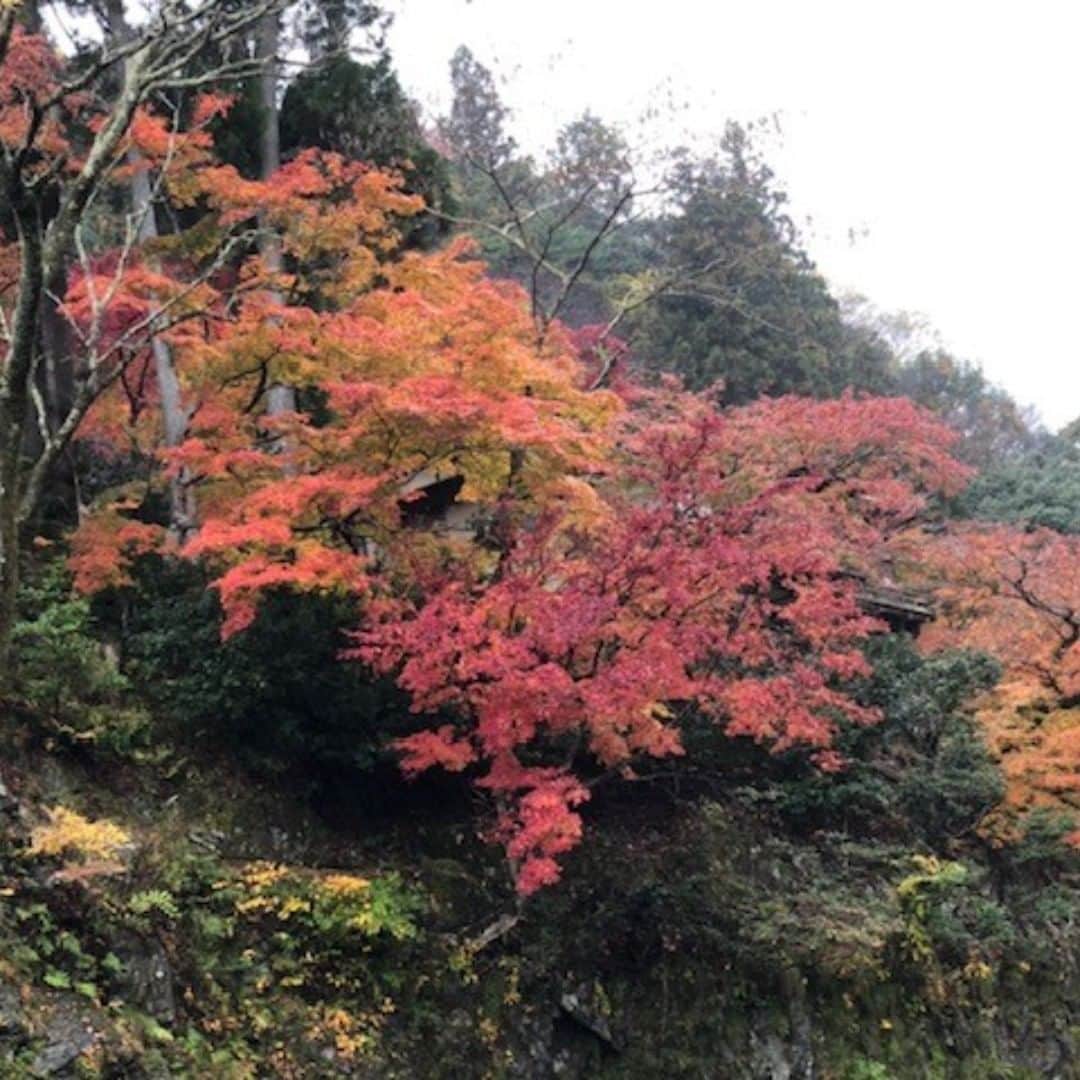 City of Kyoto Official Accountのインスタグラム：「保津川の紅葉（2020年11月20日撮影）Autumn leaves -  Hozu River (Photo taken  November 20, 2020)」