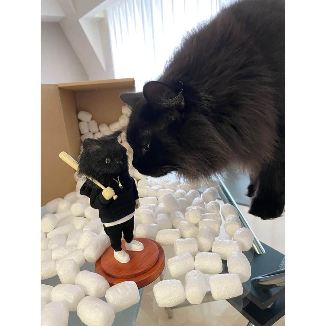 春輝のインスタグラム：「Welcome to my house🐈‍⬛  @vivotoshimasa にお願いして連れて行ってもらった、ドールクリエイターである　@yuyawada12  さんの展示会。  飾られた1体1体にはワダさんの息が吹き込まれていて、今にも動き出しそうなリアリティ  完全フルオーダーで待ち焦がれたバレンティンの分身。 箱を開けた瞬間から愛おしくてたまらない(親バカ)  オーダーの際の拘りは、バレンティンといえばバットと金のネックレス😎 お願いを細部まで形にしてくださいました✨  一生物です！大切にします☺️💕  #人形#doll#ドールクリエイター #バレンティン#Balentien #メインクーン#MaineCoon#猫#cat#ねこ部 #春輝#haruki」