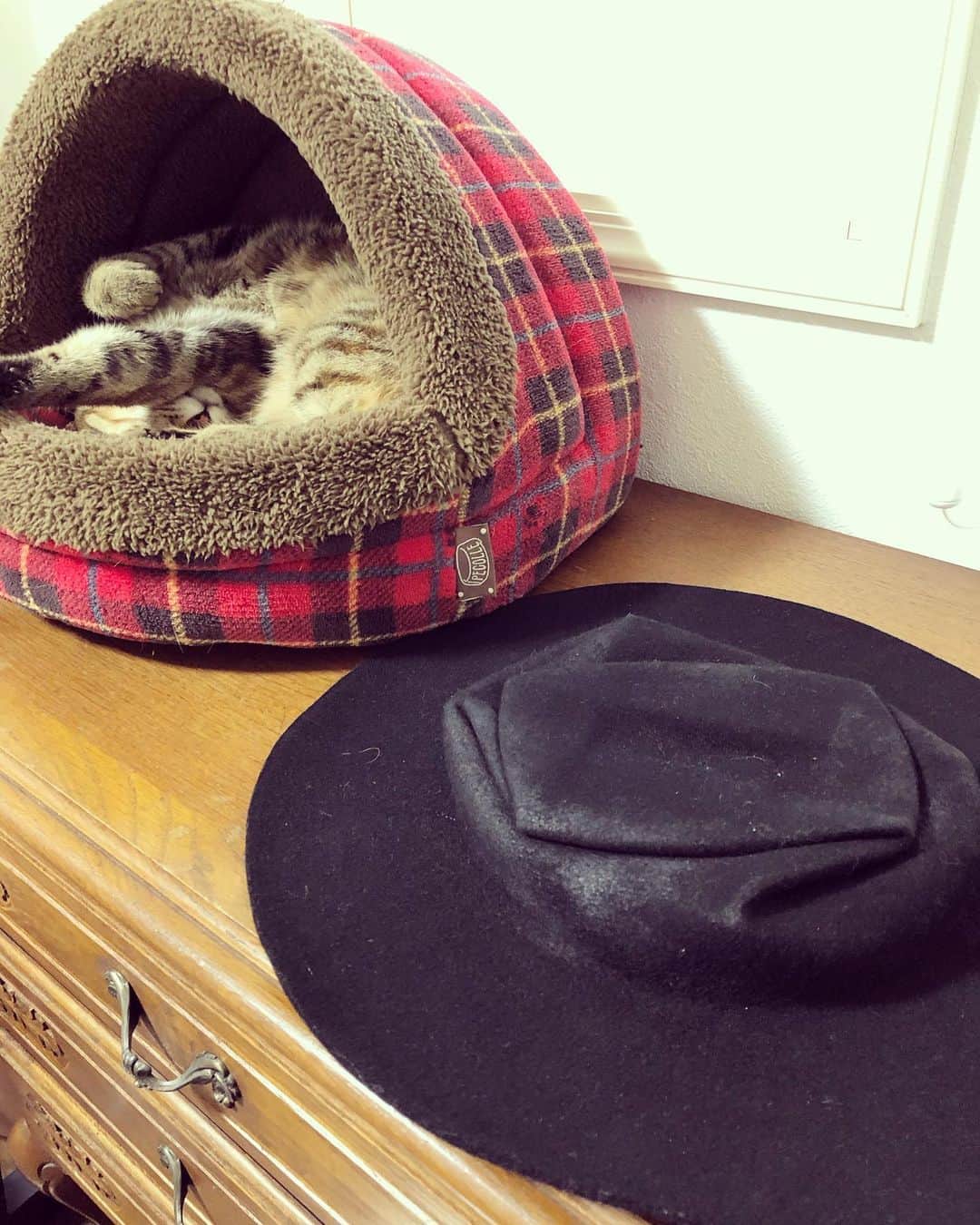 黒猫さんのインスタグラム写真 - (黒猫Instagram)「明日から三連休ですね⭐️ 感染がかなり拡大していますので、どうか重々お気をつけつつゆっくり楽しくお過ごしください🍀 私はステイホームでファッションショー（という名の衣替え）してちまこに見てもらってますが…まったく興味なさそう😂 この帽子、なんとぺちゃんこにしてスーツケースに入れられるのでツアーにもピッタリなのですよ✌️ ではでは、また皆さんの連休のご予定やご報告なども楽しみにしていますね💕 This hat is one of my favorites❤️ It can be collapsed and packed away flat in its travel bag👍✨ #陰陽座　#onmyouza #横にピヨーしてね」11月20日 15時18分 - kuroneko_omz