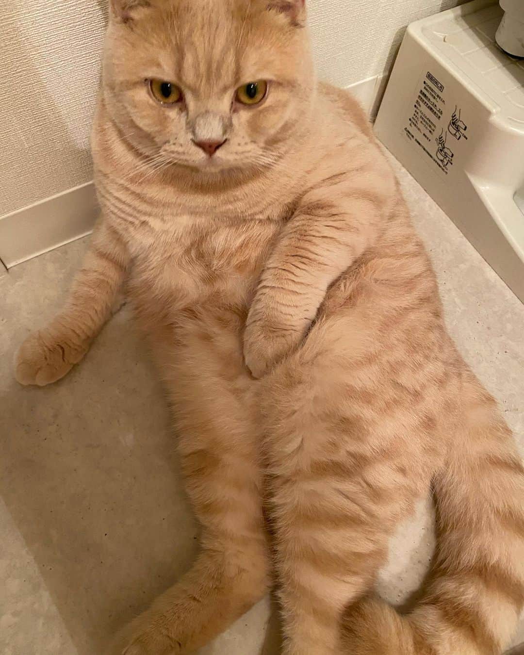 赤西涼のインスタグラム：「髪の毛乾かしてる横でらいちゃんも毛繕い🐱💕 癒しそのもの🥰」