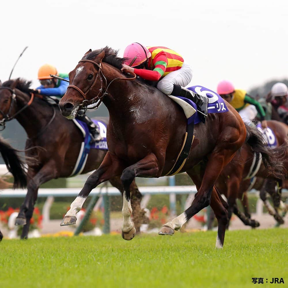 のインスタグラム：「今週末は、マイルチャンピオンシップ(GI)  #秋のマイル王決定戦 #2015年の優勝馬は #モーリス #安田記念 を制した後 #5ヶ月ぶりのぶっつけ本番で #春秋マイル制覇 を #達成したよ #うまび #マイルCS」