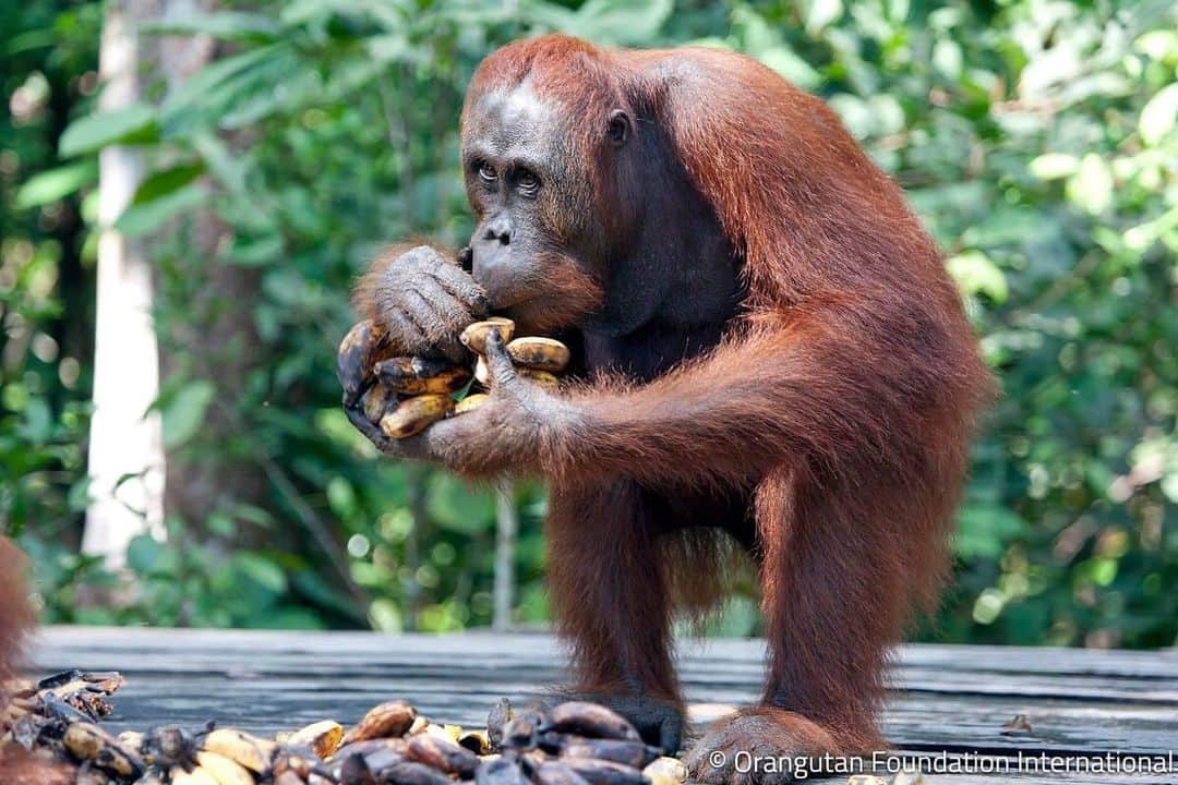 OFI Australiaさんのインスタグラム写真 - (OFI AustraliaInstagram)「The feeding platforms at our release camps provide supplemental feeding for #orangutans that have returned to the #wild. This way, OFI staff can monitor the health & wellbeing of all the orangutans who pass through🌳 #orangutanrehabilitation  #orangutanrelease  ______________________________ 🦧 OFIA Founder: Kobe Steele kobe@ofiaustralia.com  OFIA Patron: Dr Birute Galdikas @drbirute @orangutanfoundationintl @orangutan.canada www.orangutanfoundation.org.au 🦧 🧡 🦧」11月20日 16時00分 - ofi_australia