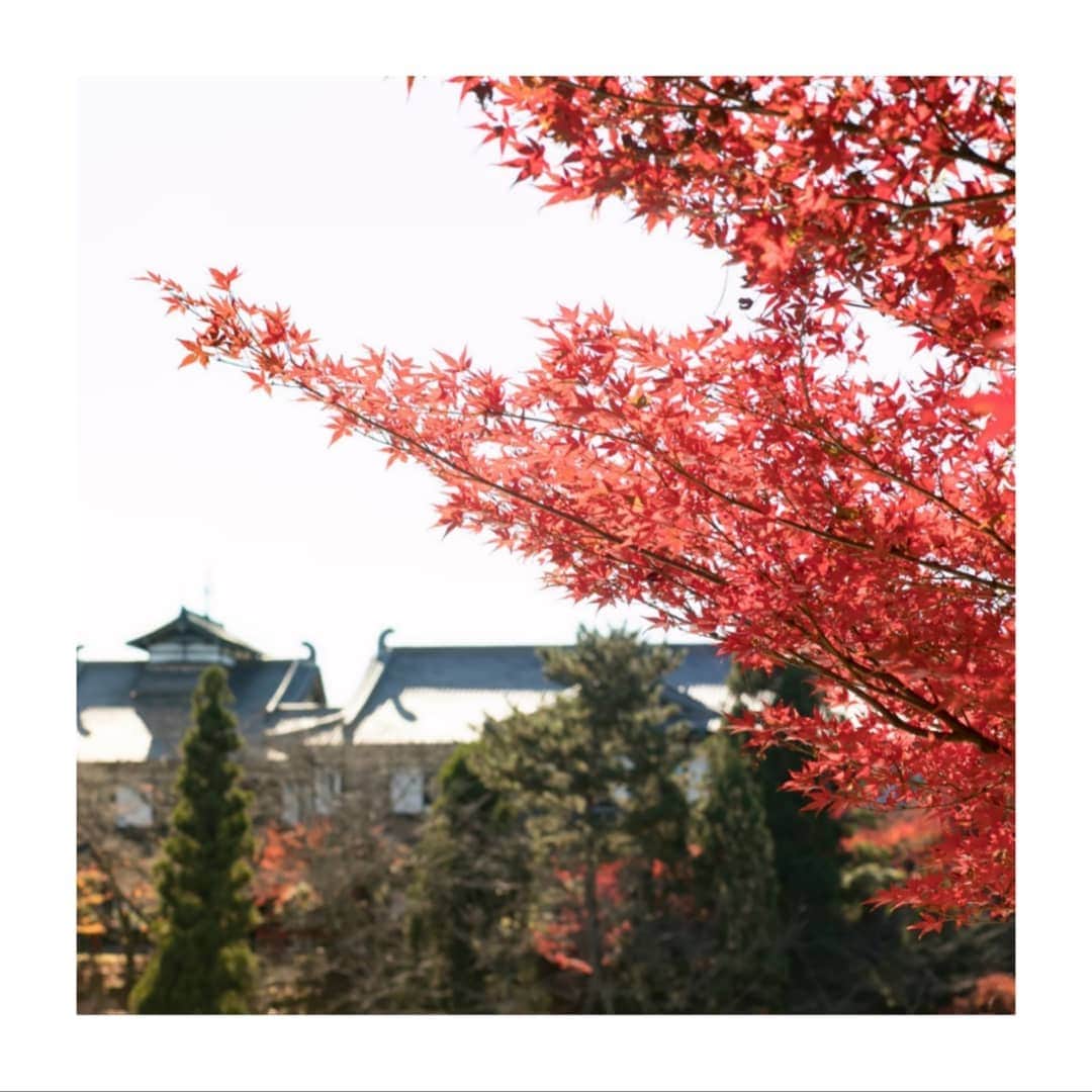 菊水楼公式アカウントさんのインスタグラム写真 - (菊水楼公式アカウントInstagram)「秋 // 荒池﻿ 奈良公園の秋が本気を出してきました。﻿ 先週寒い日が続いたからか、﻿ 例年より色づきが早い印象です。﻿ 奈良の秋を探しに、是非お越しください。﻿ ＊﻿ Red leafs // Araike pond﻿ Autumn has come! Leafs are turning red in Nara Park.﻿ ＊﻿ @osaka_laviephotography﻿ @the_kikusuiro_narapark﻿ #japan #nara #kikusuiro #narapark #naradeerpark #trip #travel #narajapan #お顔合わせ #奈良 #ならまち #菊水楼 #奈良グルメ #奈良公園 #紅葉 #もみじ #今が見頃 #今週末がピーク #荒池 #おうちで奈良旅  #奈良宣伝隊」11月20日 16時05分 - kikusuiro_japan_nara