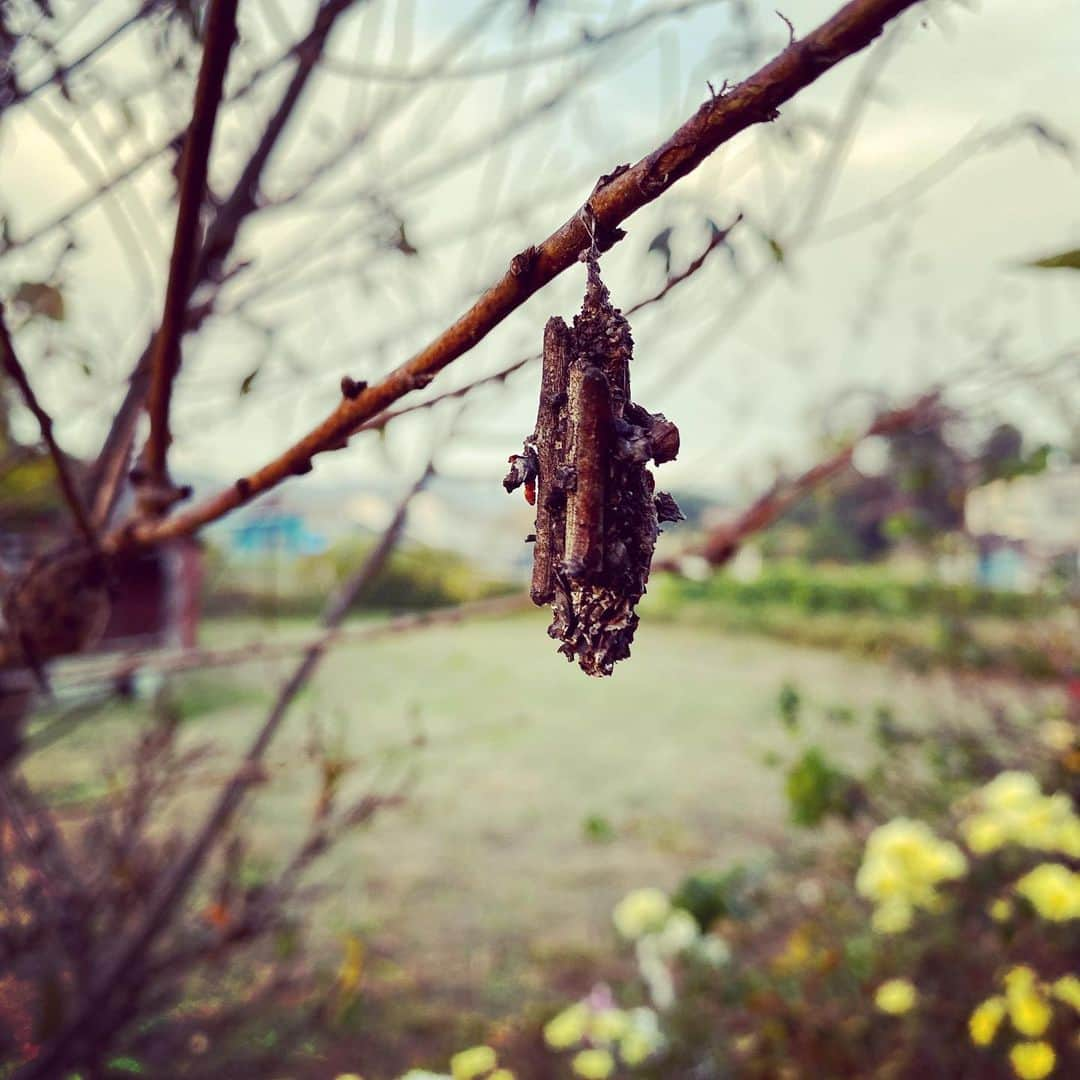 松谷賢示のインスタグラム：「みの虫ご〜ろごろパンツはパンツ . #ミノムシ #みの虫 #蓑虫 #田舎 #虫 #蛾 #埼玉 #飯能 #撮影 #ロケ #ドラマ #久しぶり #昔 #良く獲って #遊んでた」