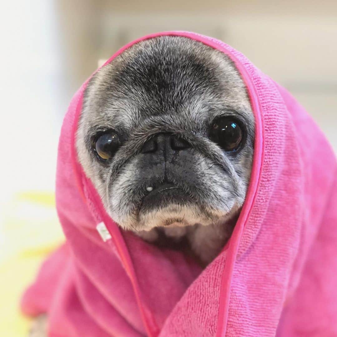八兵衛のインスタグラム：「bath time♨️ * * 昨日 お風呂はいったよ。 * *  #ほぼ黒パグ #おじいちゃん犬 #pug #puggy #puglife #puglove #petstagram #pugstagram #pugsofinstagram #pugs #dog #ふわもこ部  @igersjp #IGersJP #east_dog_japan #pecoイヌ部 #八兵衛 #はちべえ #sippoストーリー」