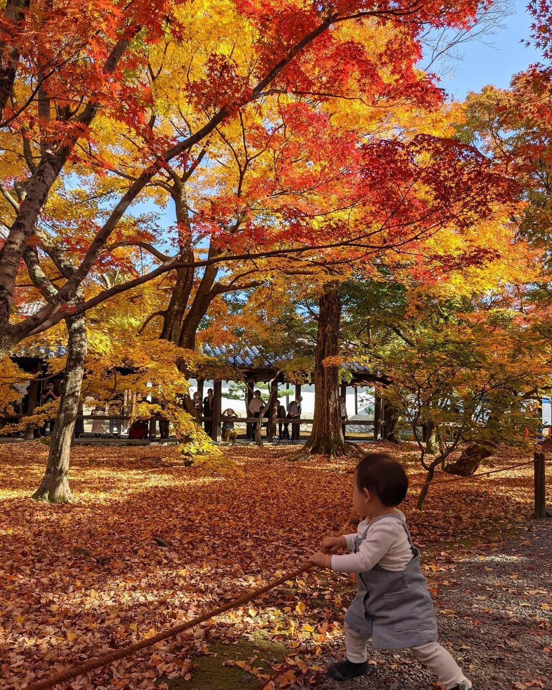 来夏のインスタグラム：「#🍂 娘、人生初の秋🍁 #京都 #紅葉 #東福寺 #kyoto #autumn #生後11ヶ月 #11monthsold #googlepixel #pixelで撮影」