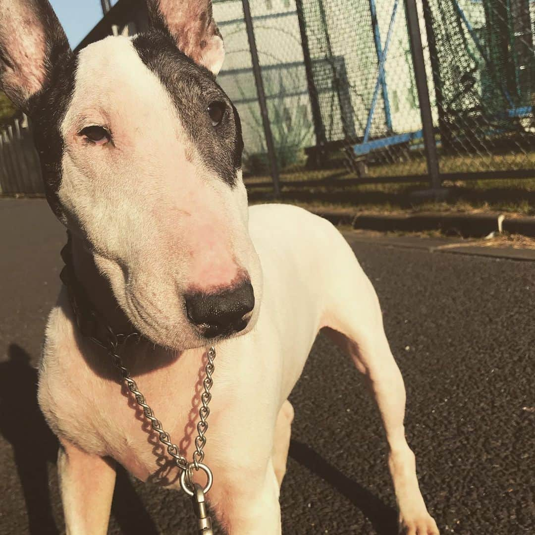 Q太郎さんのインスタグラム写真 - (Q太郎Instagram)「#minituru#bull#terrier#minibullterrier#miniturubullterrier#dog#dogstagram#cute#qtaro#love#family#ミニチュア#ブルテリア#ミニチュアブルテリア#Q太郎」11月20日 16時20分 - qtaro.jun