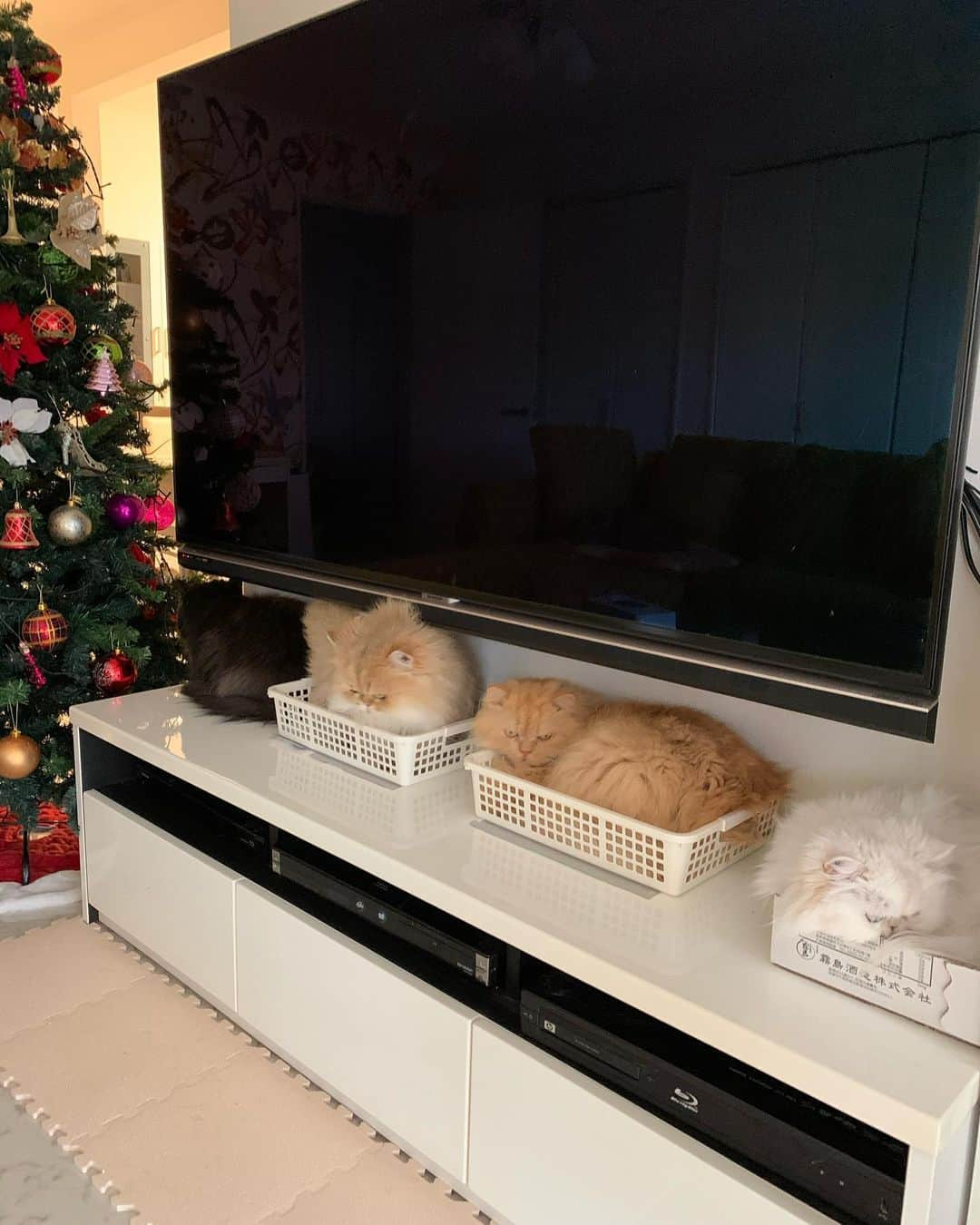 12 Chinchilla Persianさんのインスタグラム写真 - (12 Chinchilla PersianInstagram)「Best tv stand decoration 🐱 #cat #catstagram #catsofinstagram #pleasantcats #cats_of_world #cats_of_instagram #weeklyfluff」11月20日 16時22分 - 12catslady