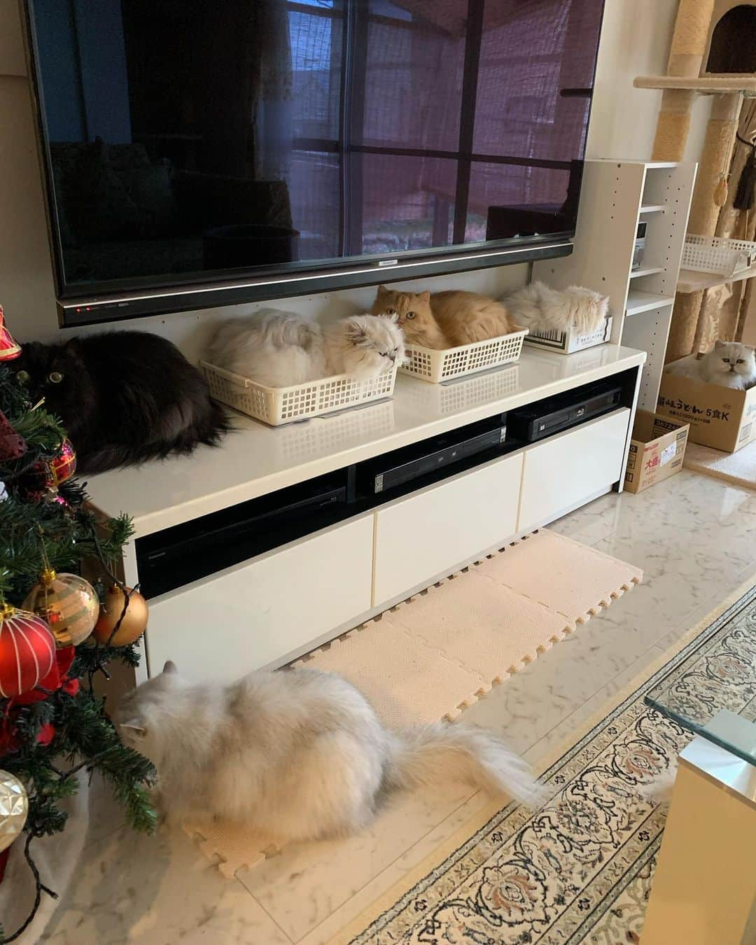 12 Chinchilla Persianさんのインスタグラム写真 - (12 Chinchilla PersianInstagram)「Best tv stand decoration 🐱 #cat #catstagram #catsofinstagram #pleasantcats #cats_of_world #cats_of_instagram #weeklyfluff」11月20日 16時22分 - 12catslady