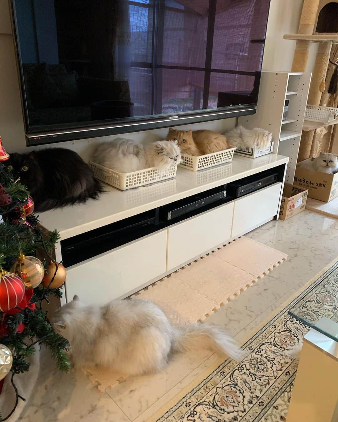 12 Chinchilla Persianのインスタグラム：「Best tv stand decoration 🐱 #cat #catstagram #catsofinstagram #pleasantcats #cats_of_world #cats_of_instagram #weeklyfluff」