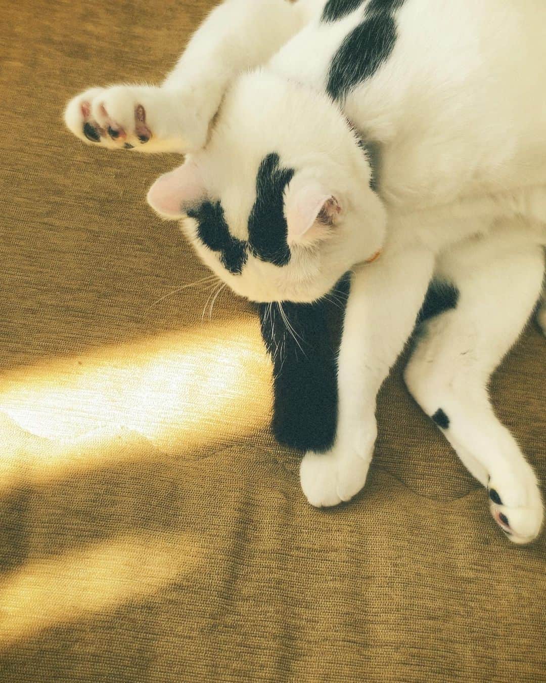 佐藤乃莉さんのインスタグラム写真 - (佐藤乃莉Instagram)「🍀今日は暖かい🍀  不思議な天気ですね。  #cat#family#love#おすし#ねこ」11月20日 16時31分 - nori_sato_
