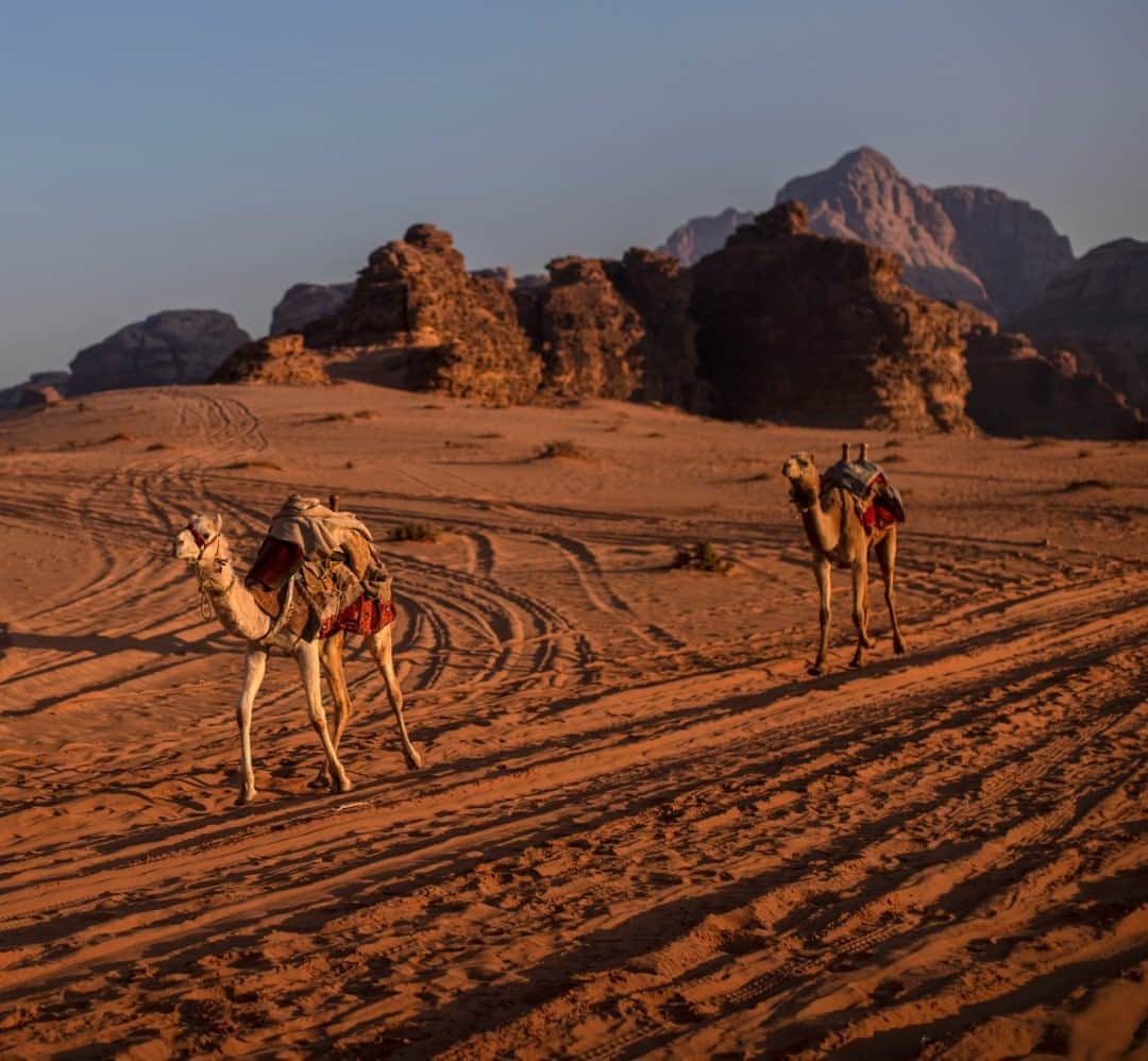 National Geographic Travelさんのインスタグラム写真 - (National Geographic TravelInstagram)「Photo by Muhammed Muheisen @mmuheisen / Young camels catch up with the rest of the herd, led by a Bedouin in the desert of Wadi Rum. Also known as the Valley of the Moon, Wadi Rum is cut into the sandstone and granite rock of southern Jordan. For more photos and videos from different parts of the world, follow me @mmuheisen and @mmuheisenpublic. #muhammedmuheisen #WadiRum #الاردن」11月20日 16時39分 - natgeotravel