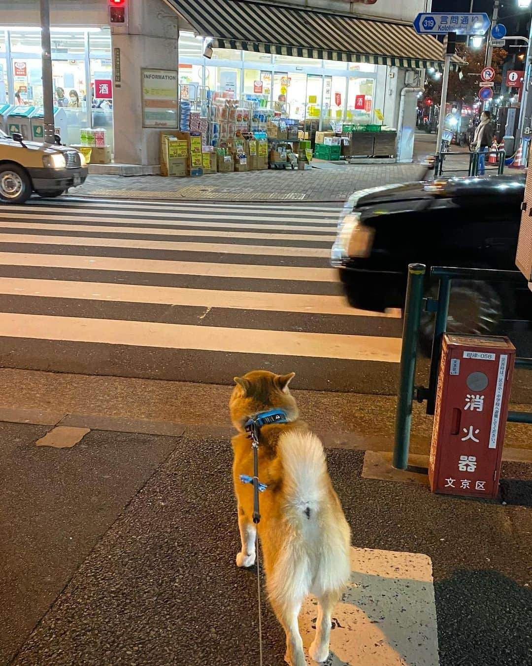 まる（まるたろう）さんのインスタグラム写真 - (まる（まるたろう）Instagram)「TGIF!! Have a nice weekend!✨🐶✨金曜日おつまる〜！みんな今日は早く帰ってくるんだよ #コロナマンが調子こいてるから #捕まらないうちに戻っといで #タイムカード押しちゃっていいよ #許す #許可する #ほら #はよっ」11月20日 16時57分 - marutaro