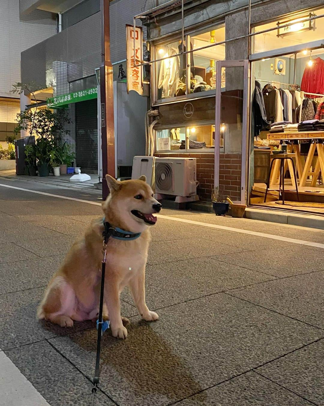 まる（まるたろう）のインスタグラム