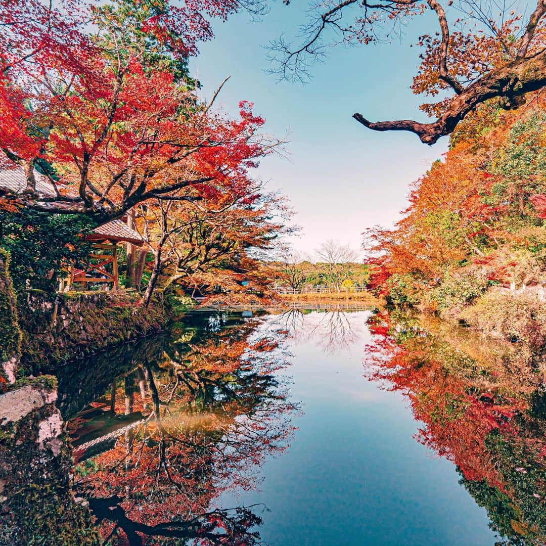 九州電力さんのインスタグラム写真 - (九州電力Instagram)「「彩の宝生寺(ほうしょうじ)」「宝生寺の秋」と言われるほどの紅葉で有名な宝生寺🏵️⁣ .⁣ 境内には100本を超えるカエデが植えられており、⁣ この時期になると赤や黄色に染まった葉の色鮮やかさに目を奪われます🍁⁣ 晴れた日には水面に映る木々が織りなす幻想的な風景も☀⁣ .⁣ 宝生寺周辺のおすすめスポット☝✨️⁣ 宝生寺のある豊後大野市には、おおいた豊後大野ジオパークなど自然を感じる公園が多いのが特徴💡⁣ 自然に癒やされに行くのも良さそうですね♪⁣ .⁣ 📍宝生寺(大分県豊後大野市)⁣ 🚃JR豊後清川駅から車で10分⁣ .⁣ ※写真は過去に撮影されたものです。⁣ 気兼ねなくお出かけできる日が来るまで、お届けする九州の風景が、皆さまの元気や癒しになれば幸いです🍀⁣ 九電グループでは、「あしたプロジェクト～あしたを、しんじて、たすけあおう～」を展開しています。詳しくは、HPをご覧ください✨⁣ .⁣ #九電 #kyuden #九州の灯り #九州ぐらむ #広がり同盟 #九州旅行 #九州 #九州愛 #kyushu #大分 #oita #おおいた #おんせん県 #おんせん県おおいた #oitagram #豊後大野市 #豊後大野 #宝生寺 #リフレクション #リフレクションのある景色 #紅葉 #紅葉狩り#紅葉2020 #紅葉シーズン #日本の秋 #幻想的な世界 #絶景delic #日本の風景 #tripgramjp #あしたプロジェクト」11月20日 17時01分 - kyuden_official