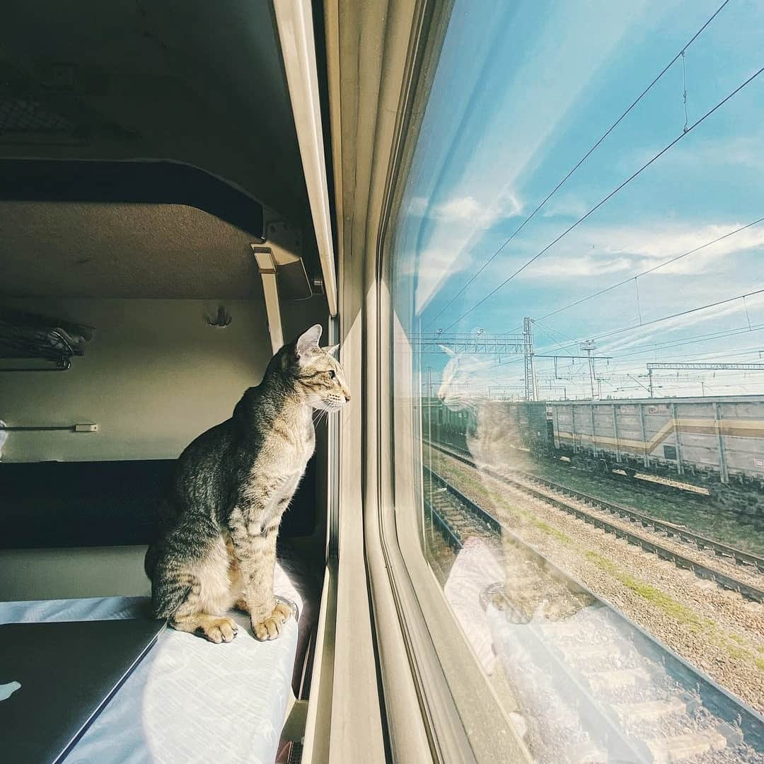 CatStockerさんのインスタグラム写真 - (CatStockerInstagram)「Hello! #catstocker is here! Follow our FURRriend @kingsofmeow Swipe for more pictures 👉 . . . . . #cat #neko #mačka #chat #котка #kotek #kot #кіт #mače #кошка #кот #katze #gato #gatto #kissa #子猫 #猫 #고양이 #貓 #kedi #köttur #kissanpentu #חתול #кішка #子猫 #kittens #小猫 #kätzchen #котята」11月20日 17時19分 - catstocker