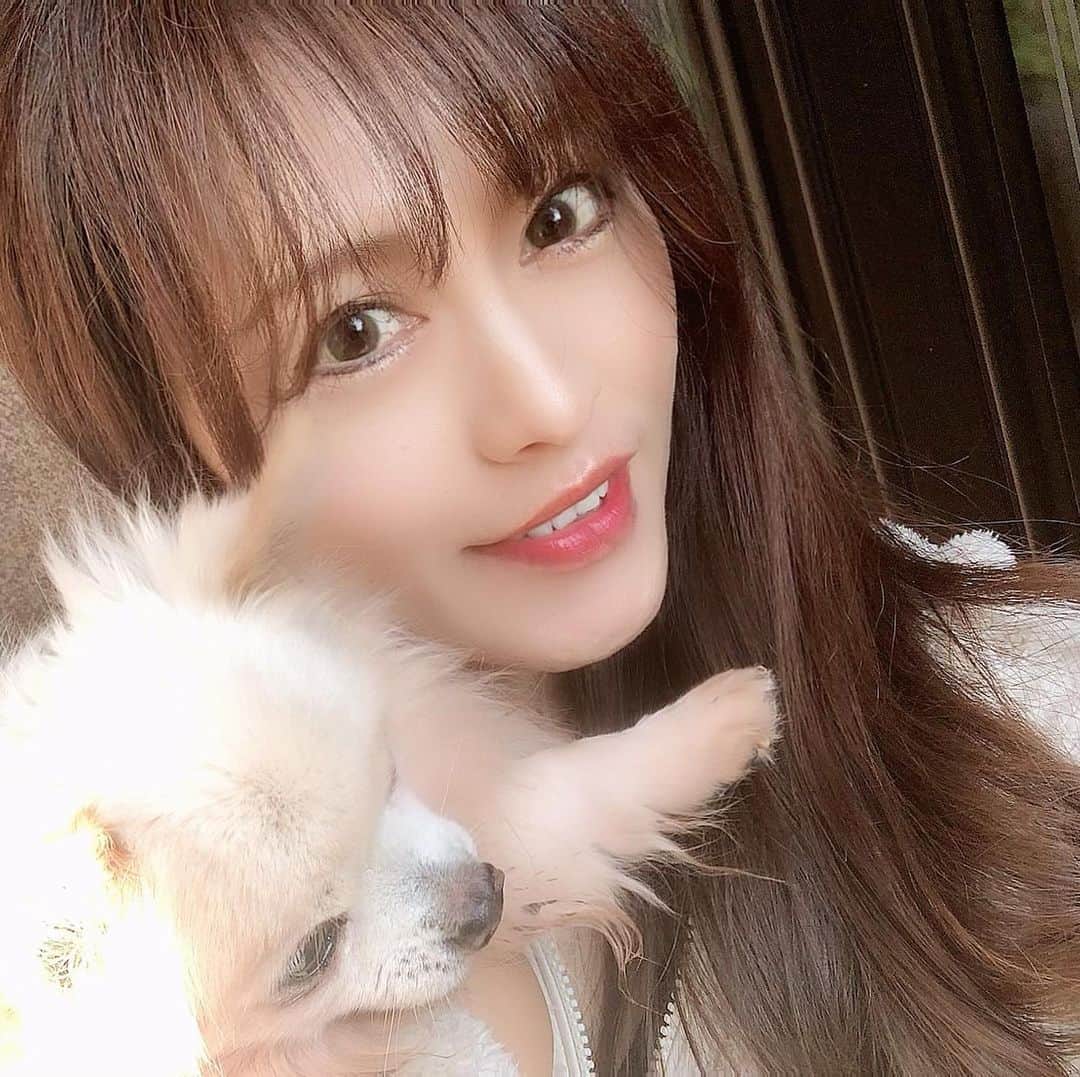 Hoshinokeiのインスタグラム：「・ 先日の お誕生日に 撮りました🐶❤️ 17年間 ずっと カメラ目線 してくれません😂 そんなとこが また可愛い♡ 長生き してほしいです♡ #チワワ#ロングチワワ #長生き#可愛い#愛犬」