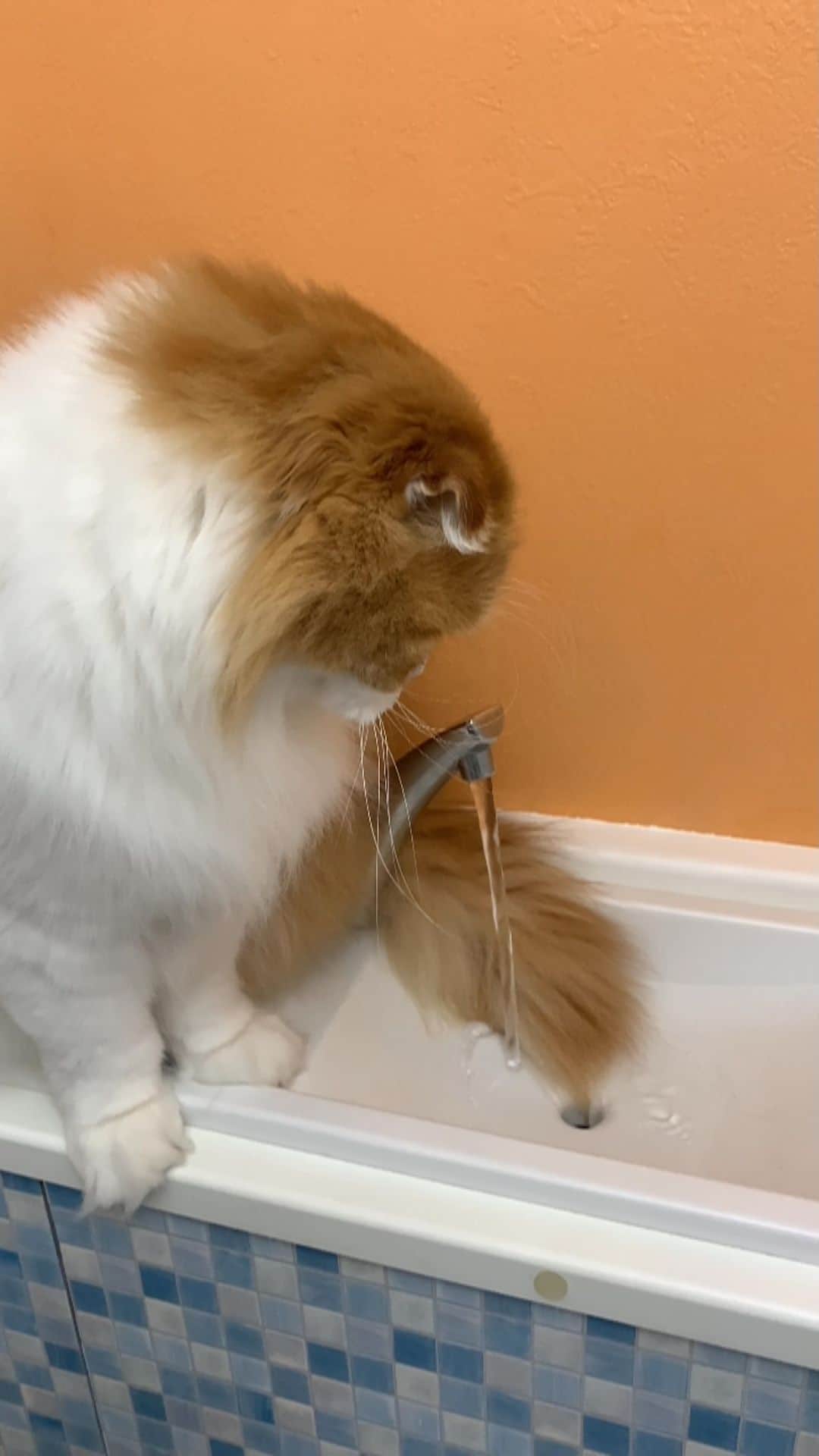 のインスタグラム：「My tail! 🌀👀  今日は暖かかったですね😂  イクラちゃんのお誕生日にお祝いのコメントありがとうございます🐹🙏  イクラちゃんは自分で流すボタン押して遊ぶのに、お兄ちゃんのタラちゃんはコレです🙉 この後はびしょ濡れシッポで廊下に書道家出現です😂  #weeklyfluff #cat #funny #meowed #scottishfold #fluffy #catlover #9gag #adorable #catoftheday #catlife #にゃんこ」