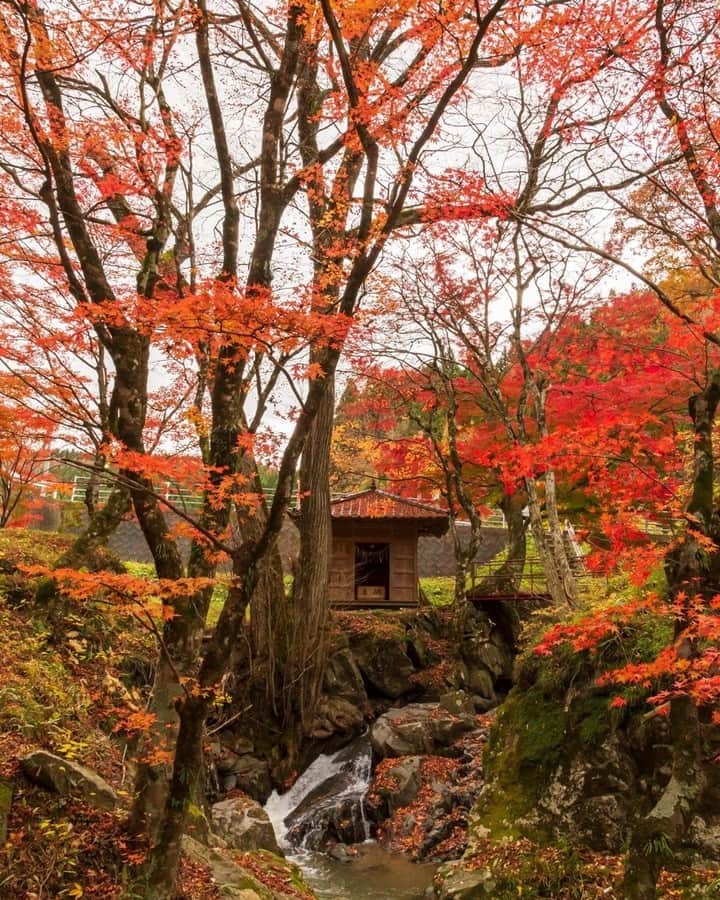 のインスタグラム：「【下滝不動様の杜】  静かな山あいの道沿いに、紅葉に囲まれたお不動さまがありました。小さな滝を中心に広がる、こぢんまりとやさしい秋の空間。滝をお不動さまとモミジが見守っているようです。  #下滝不動様の杜 #古殿町 #福島県 #furudonotown #fukushima #traveljapan #futurefromfukushima #ふくしまからはじめよう #新しい生活様式からはじめよう」