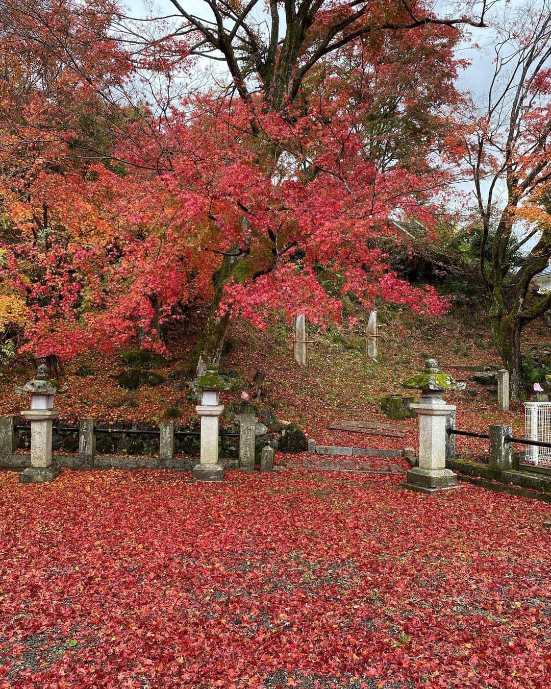 ロッシーさんのインスタグラム写真 - (ロッシーInstagram)「ロケ！ めちゃくちゃ紅葉が綺麗！  紅葉の魅力が、わかる大人になりました！  何のロケでしょうか？  #紅葉 #綺麗 #大人 #魅力 #野性爆弾 #ロッシー #より。 #ロシ写真」11月20日 17時44分 - yaseibakudan_rossy