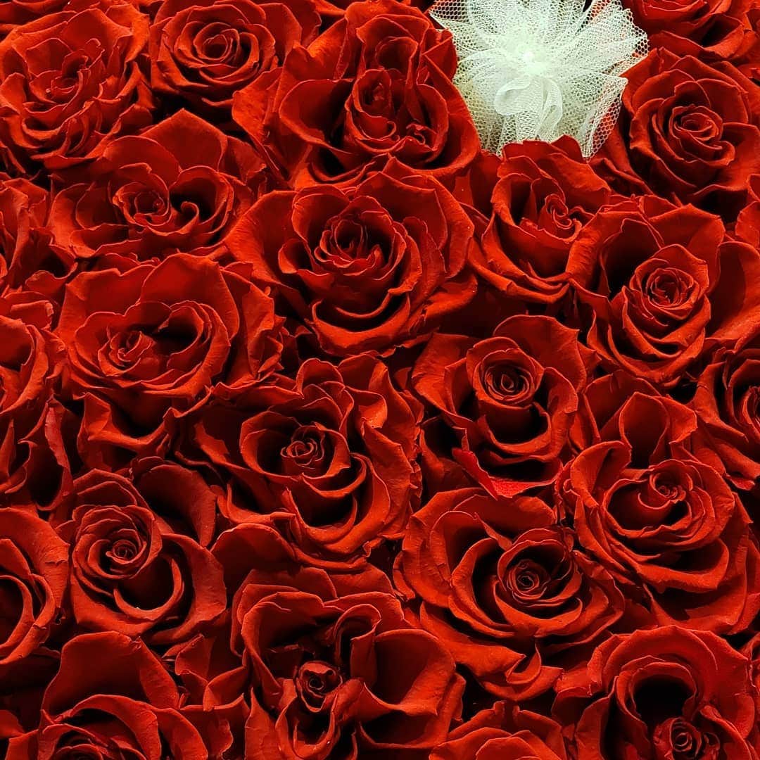 梅田陽子さんのインスタグラム写真 - (梅田陽子Instagram)「今月は薔薇！  #薔薇#rose #美しい花#帝国ホテル#imperialhotel」11月20日 17時54分 - yokoumeda