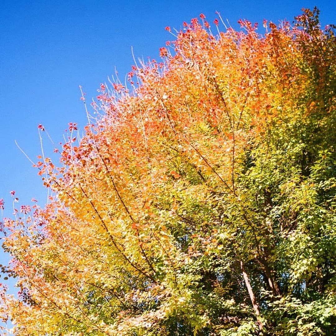 チャントアチャーム【公式】さんのインスタグラム写真 - (チャントアチャーム【公式】Instagram)「＼New コラムUP／ ：：：：：「知る」ことからも美しく vol.23：：：：： 今回のテーマ☝ 唇が乾燥する原因とケア ・ 秋風が心地よい、さわやかな秋晴れが続いていますね🌾  秋は過ごしやすい季節ですが、空気もお肌も乾燥し始めています。 ・ さらに、マスクをつけることが日常となり、マスクの擦れや乾燥により肌荒れが気になる方も増えてきたのではないでしょうか。 お手入れを怠ると、顔の中でも特にデリケートな唇は荒れていってしまいます。 ・ 今回は、意外と知られていない唇と皮膚の違いから、魅力的な唇を保つケア方法まで、チャントアチャームのコスメサイエンティストが詳しく説明します🧐 ・ @chantacharm_officialのURLからご覧いただけます！ぜひチェックしてみてくださいね。  ・ #chantacharm #チャントアチャーム #唇 #唇ケア #乾燥 #季節の変わり目 #マスク #ネイチャーズウェイ #リップケア #リップ #無添加 #自然派 #スキンケア #ナチュラル #ナチュラルコスメ #オーガニックコスメ #オーガニック #自然派コスメ #国産オーガニック #化粧品 #自然派化粧品 #コスメ #コスメ好き #オーガニックコスメ好きな人と繋がりたい #コスメ好きさんと繋がりたい #organic #skincare #naturesway #organiccosmetics #naturalcosmetics」11月20日 18時00分 - chantacharm_official