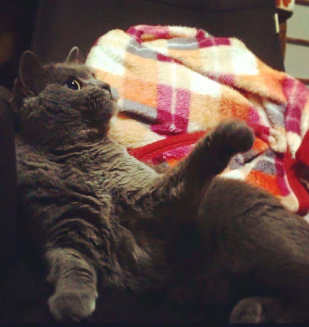 チキン南蛮カレーのルウ王子のグルメインスタ