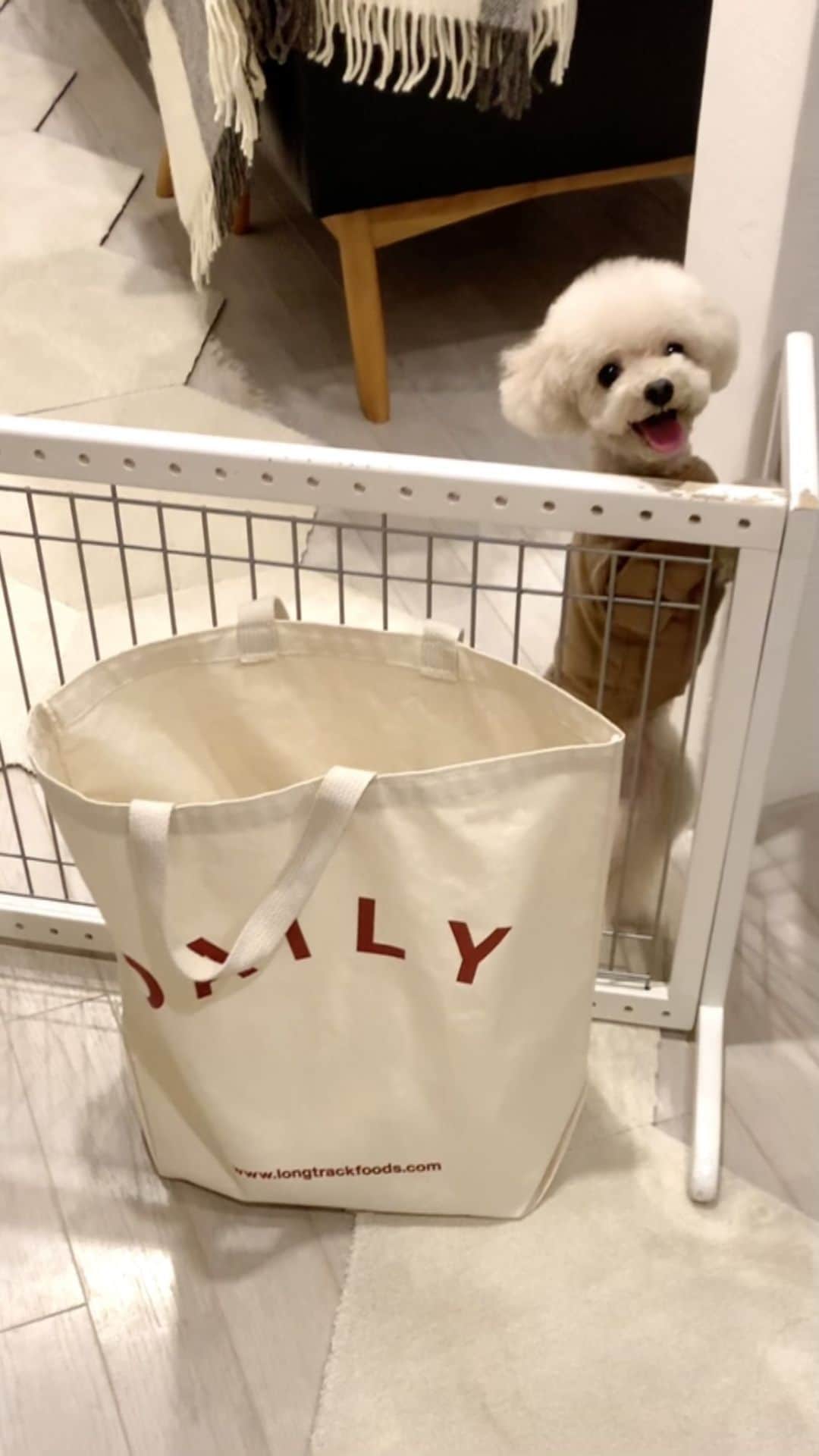 mizuのインスタグラム：「おかえりー♡ 喜びのステップ⁈•ᴥ•」