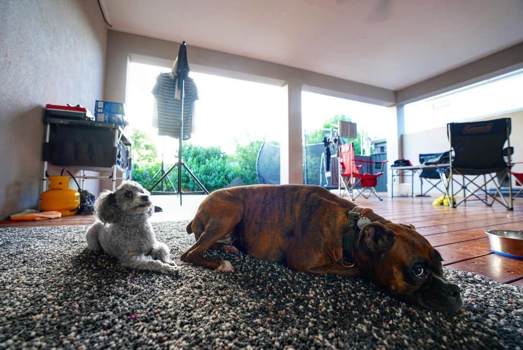 土井雪広のインスタグラム：「ロックダウン暇や。散歩連れてけや。の図。  #boxerdog #toypoodle #boring」