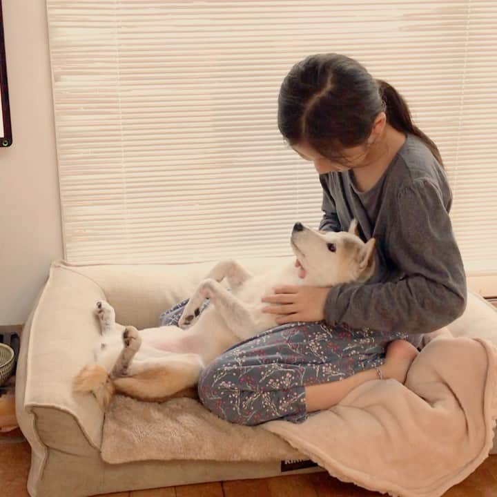 柴犬リリコのインスタグラム：「Massage💆🏻‍♀️ お姉ちゃんマッサージには平気でヘソ天するリリコさん🐶 #肩凝り #おばあわん」