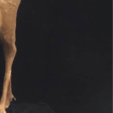 小野大輔のインスタグラム：「こんにちはONODEERだよ🦌  「ケモノミチ」よろしくね🦌  #ニューシングル「ケモノミチ」2021年2月3日発売 #ONODEER #ONOD #🦌」