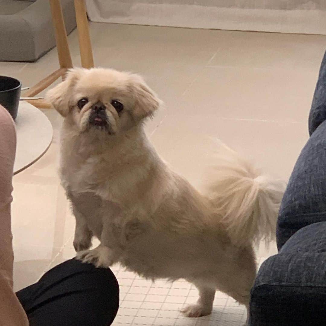 パク・ソラのインスタグラム：「한입주시개🐶」