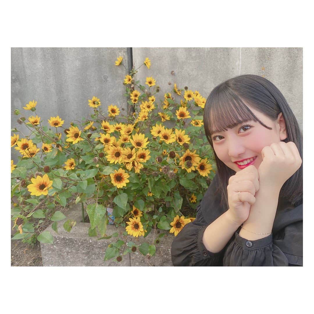 相川暖花のインスタグラム：「. お庭の向日葵🌻🤍」