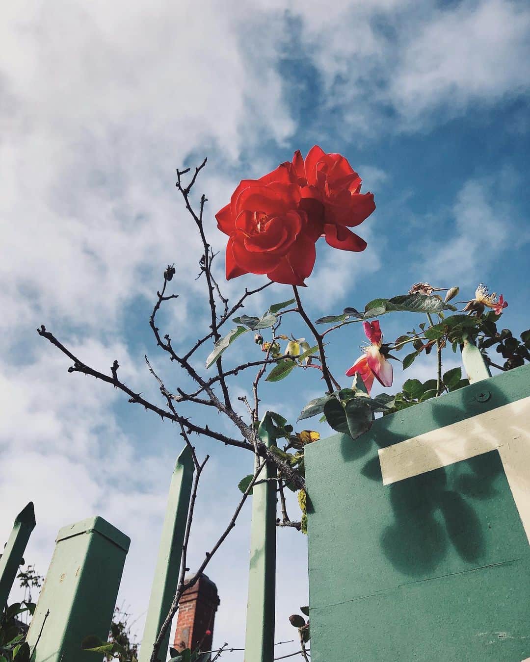 MiChiのインスタグラム：「🌹🖤 #roses」